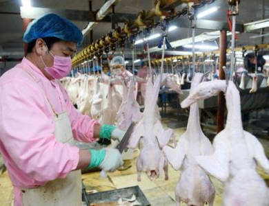 CÔNG NGHỆ GIẾT MỔ VỊT
