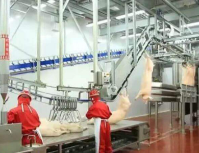BĂNG TẢI CẠO SỬA HEO