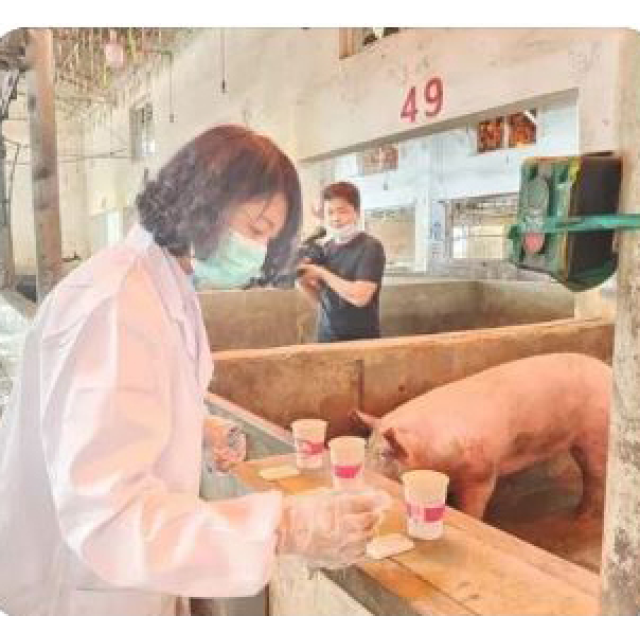 So sánh giết mổ heo bằng dây chuyền hay thủ công