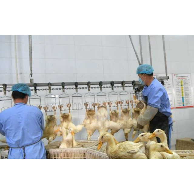 CÔNG NGHỆ GIẾT MỔ VỊT
