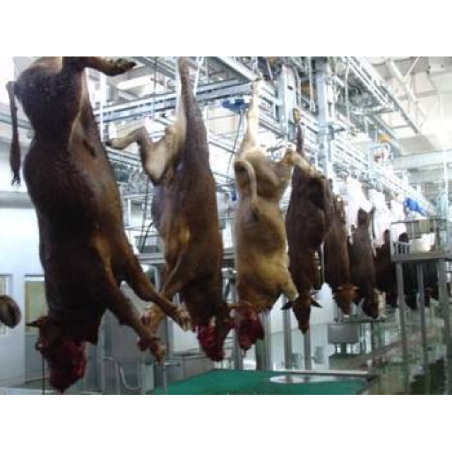 CÔNG NGHỆ GIẾT MỔ TRÂU BÒ