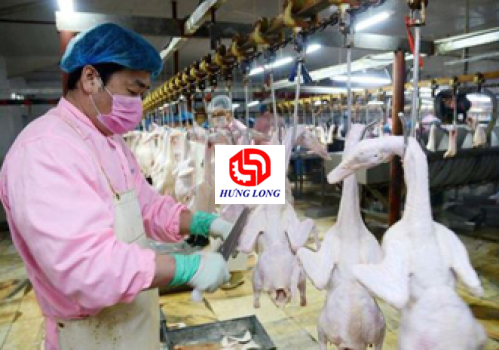 DÂY CHUYỀN GIẾT MỔ VỊT